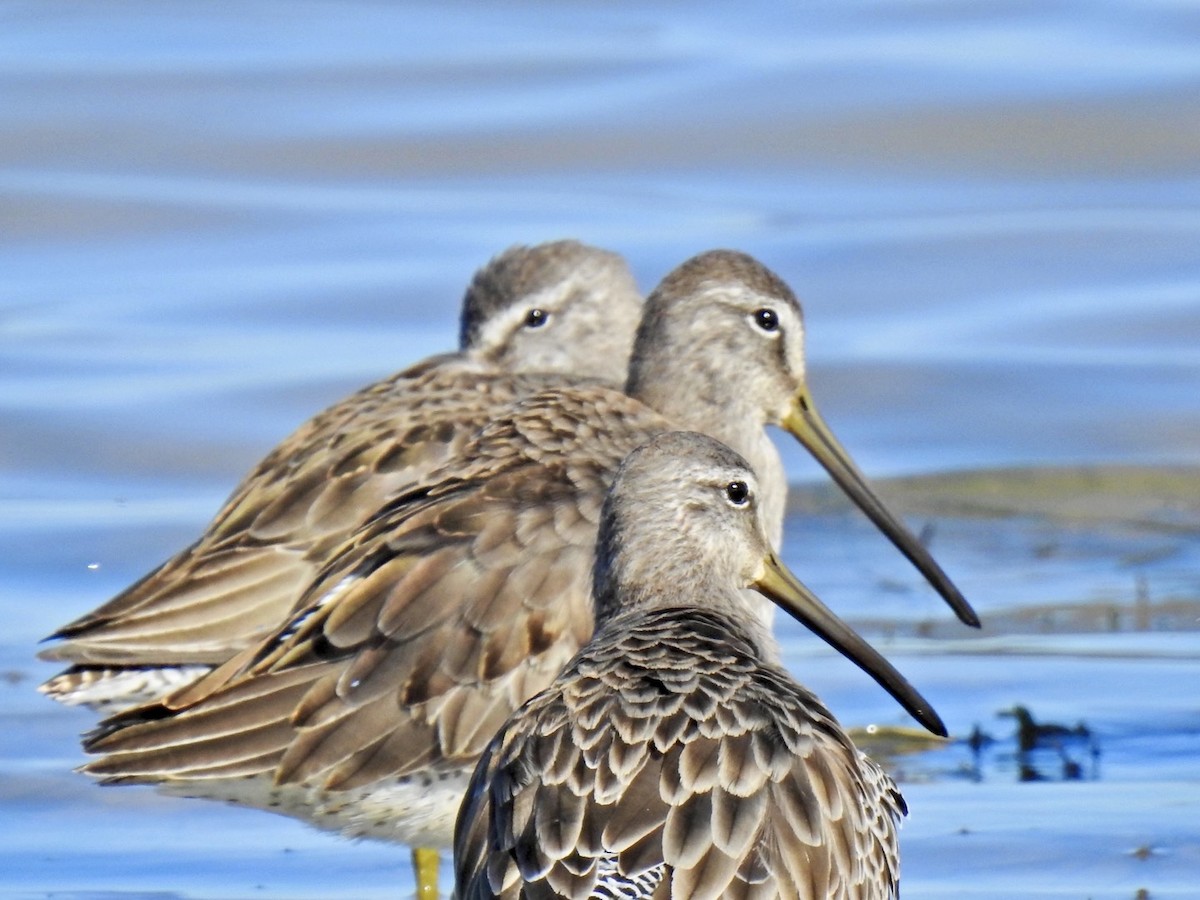 Long-billed Dowitcher - ML611509385