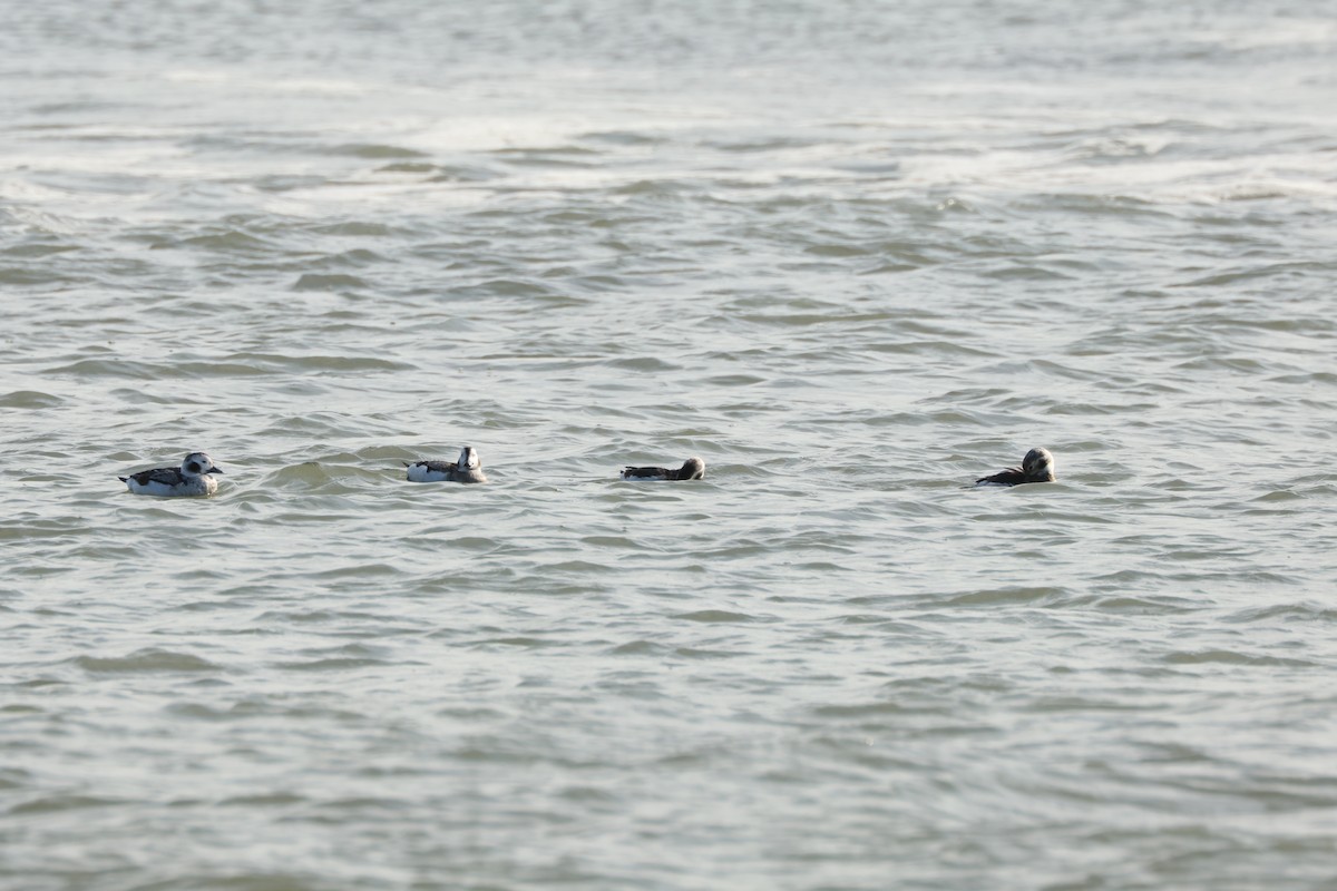 Long-tailed Duck - ML611509484