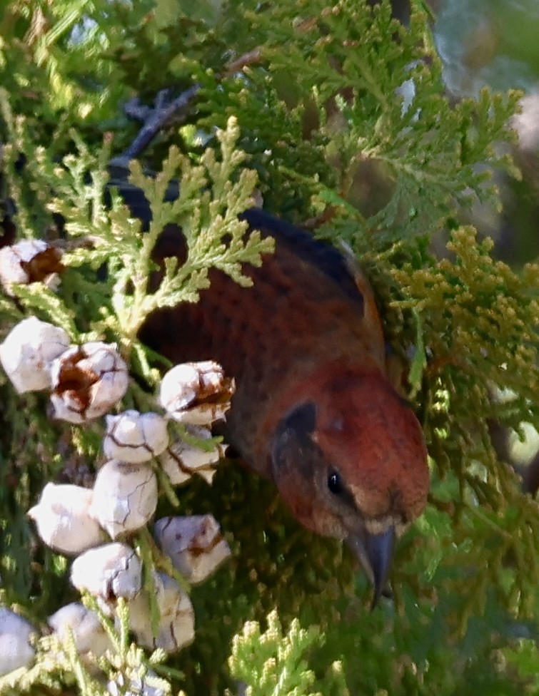 Red Crossbill - ML611509505