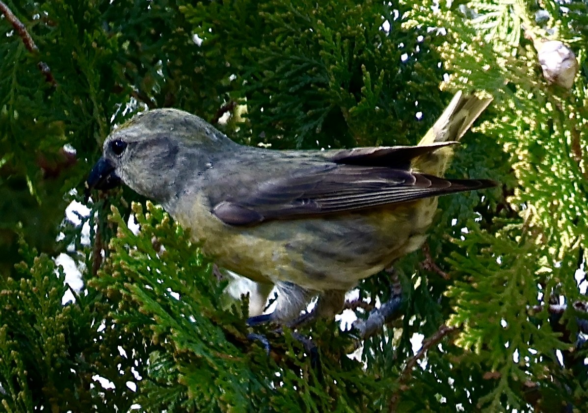 Red Crossbill - ML611509506