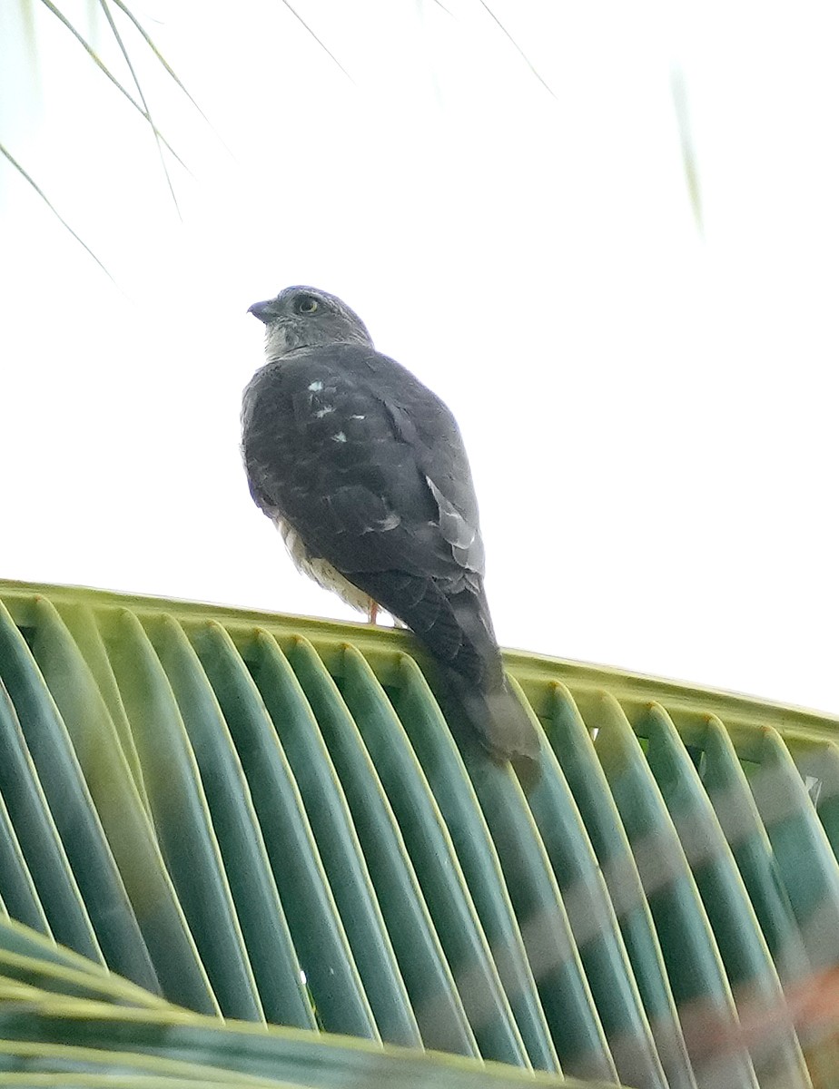 Collared Sparrowhawk - ML611509507