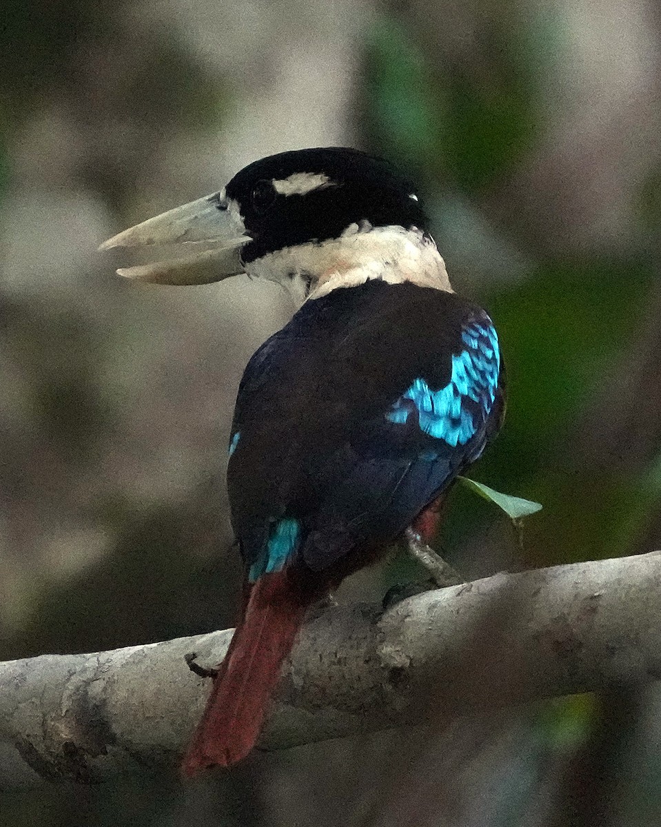 Rufous-bellied Kookaburra - ML611509536