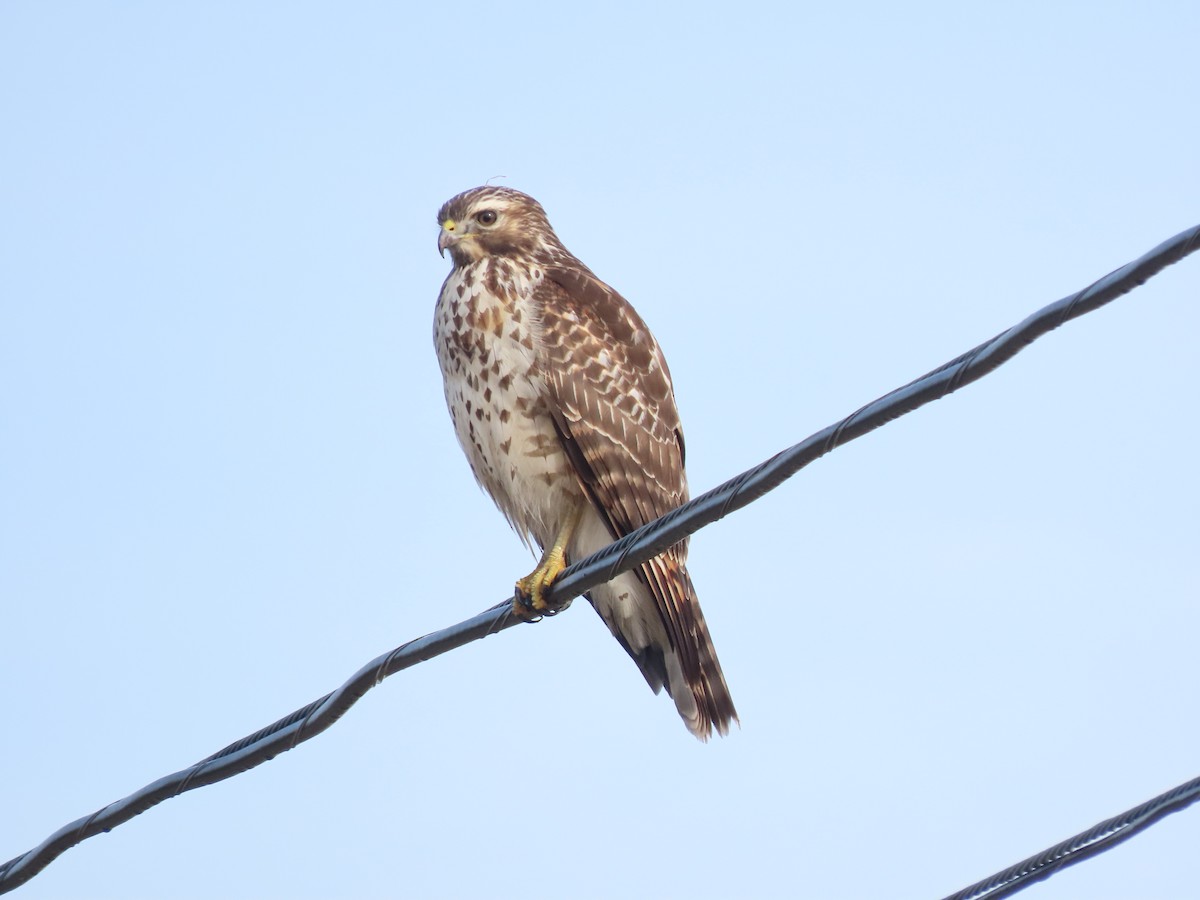 Red-shouldered Hawk - Gerry Hawkins