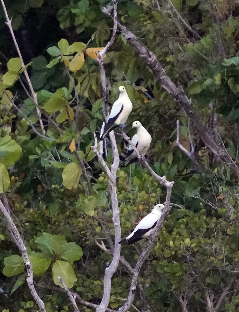 Pied Imperial-Pigeon - ML611509624