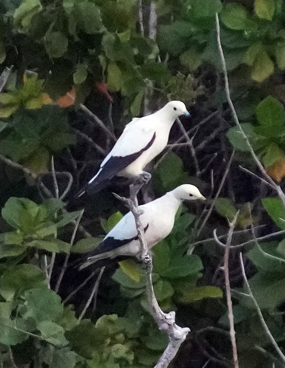 Pied Imperial-Pigeon - ML611509625