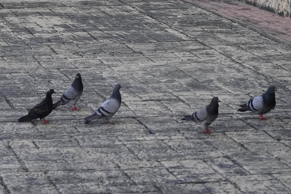 Rock Pigeon (Feral Pigeon) - ML611509638