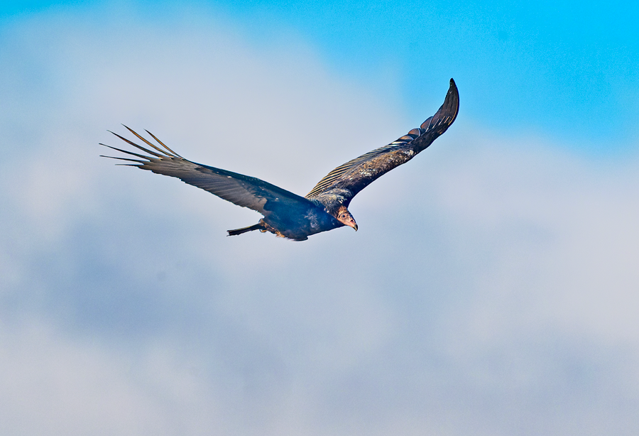 Turkey Vulture - ML611509657