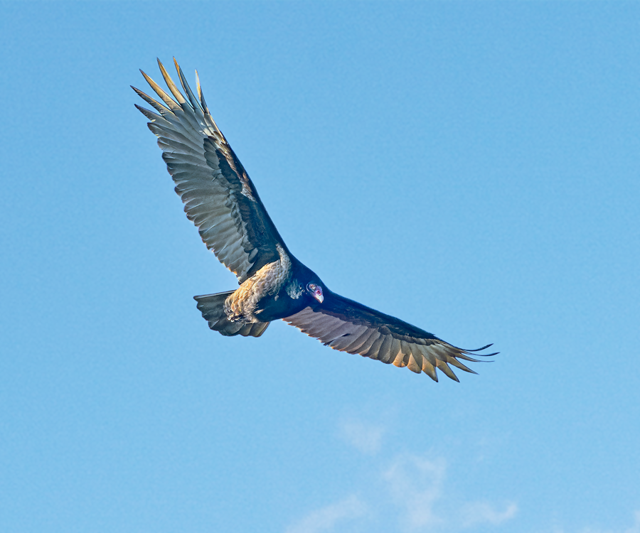 Turkey Vulture - ML611509658