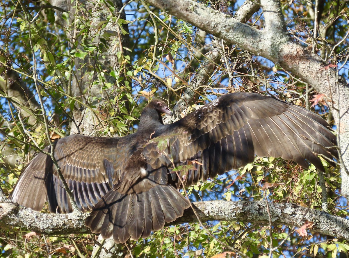 Black Vulture - Janie Henderson