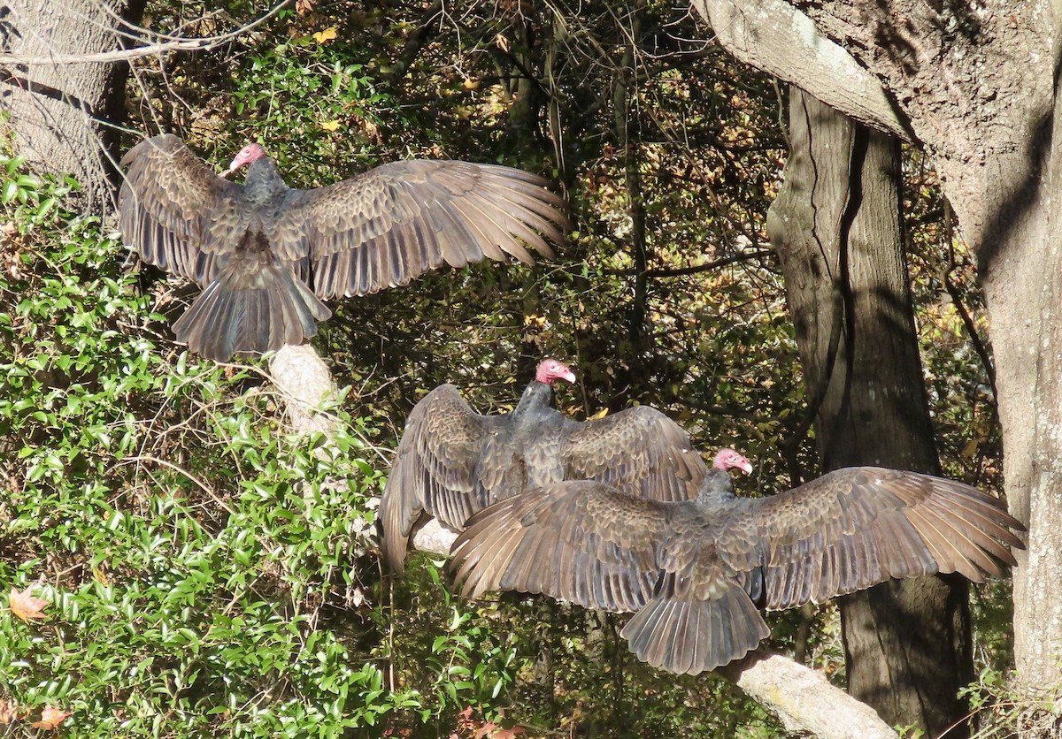 Turkey Vulture - Janie Henderson