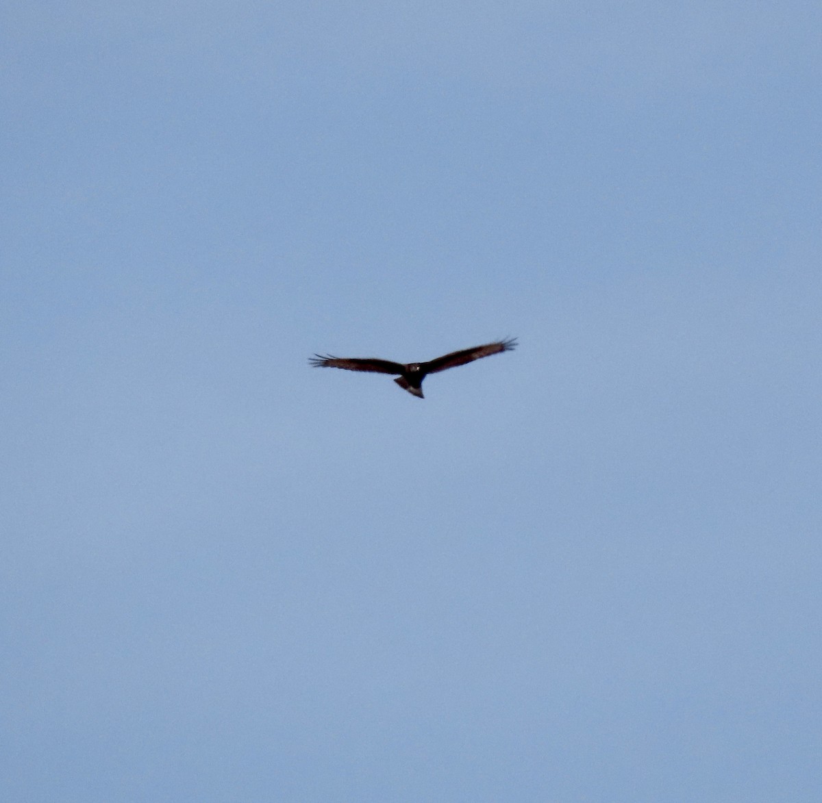 Rough-legged Hawk - Gerry Hawkins