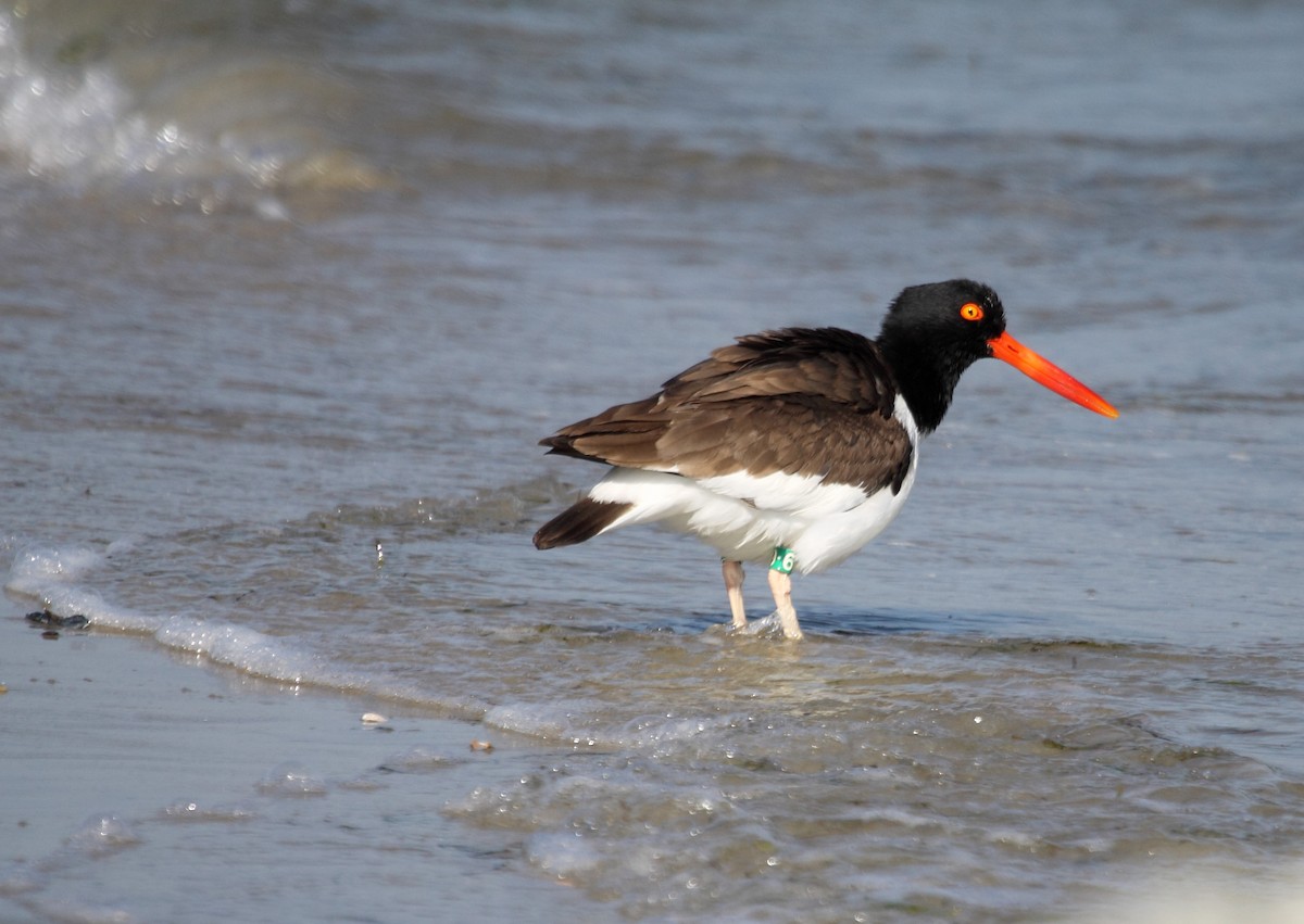 American Oystercatcher - Mark Linardi