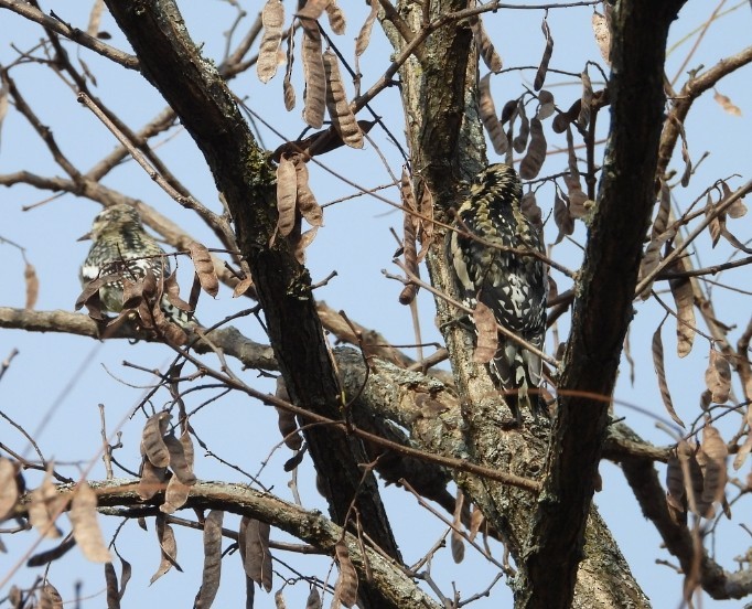 Yellow-bellied Sapsucker - Douglas White