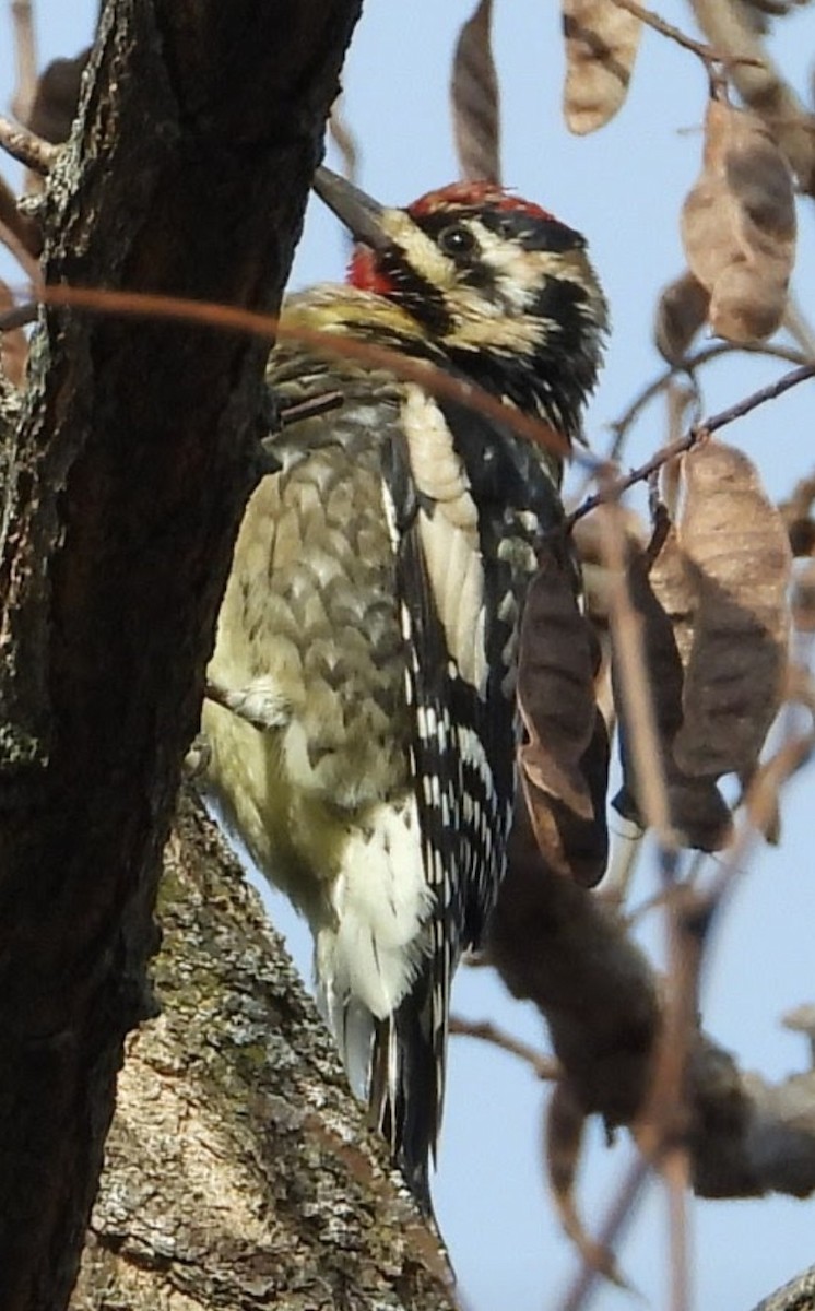 Yellow-bellied Sapsucker - Douglas White