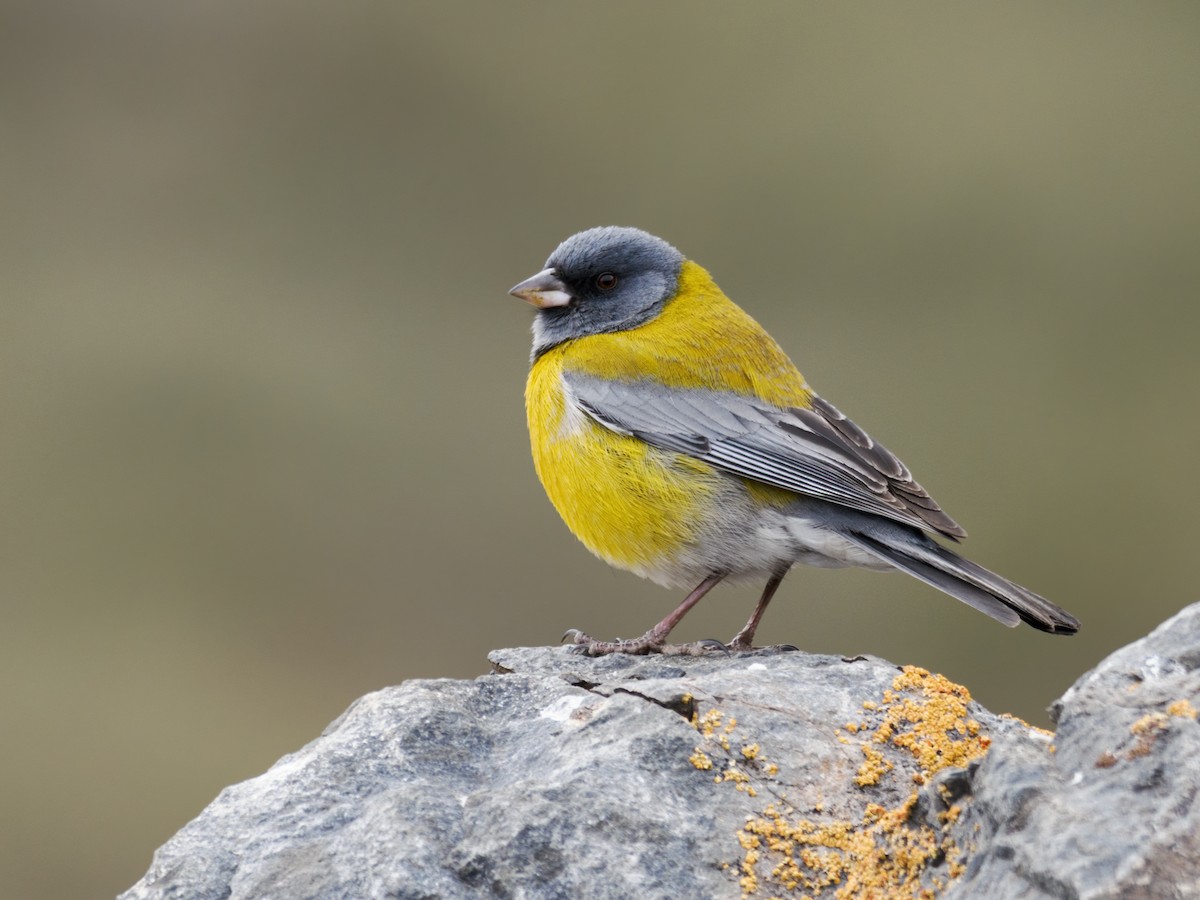 Gray-hooded Sierra Finch (gayi/caniceps) - ML611509976