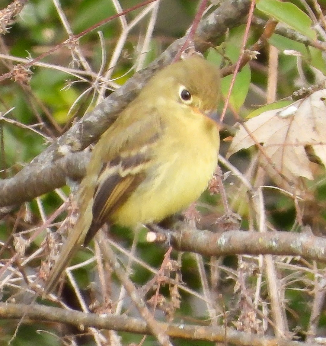 Western Flycatcher - ML611509992