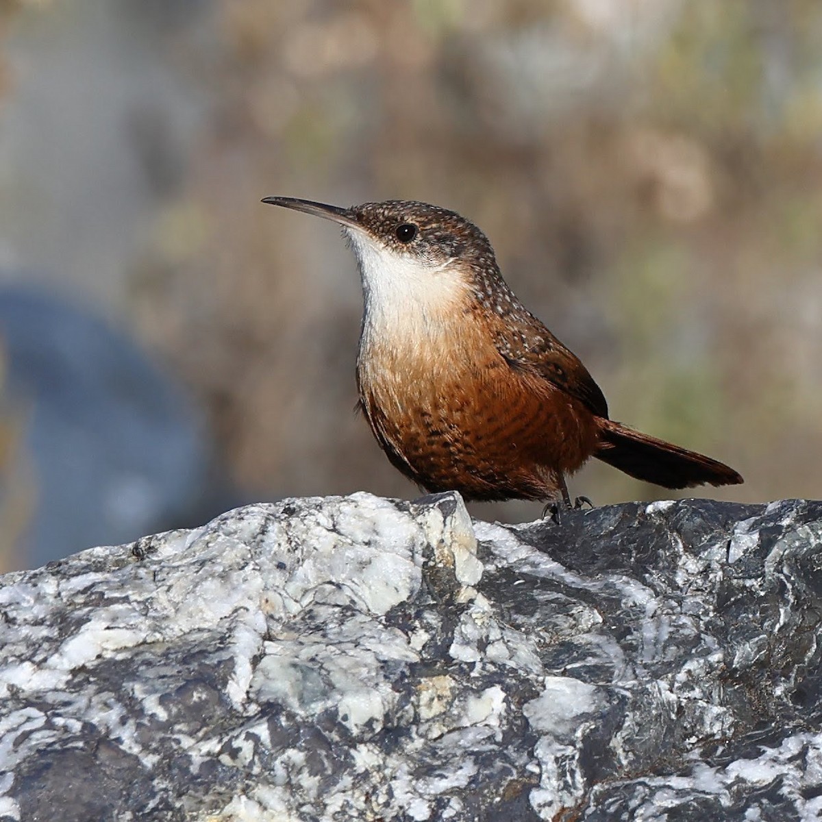 Canyon Wren - Keith Leland