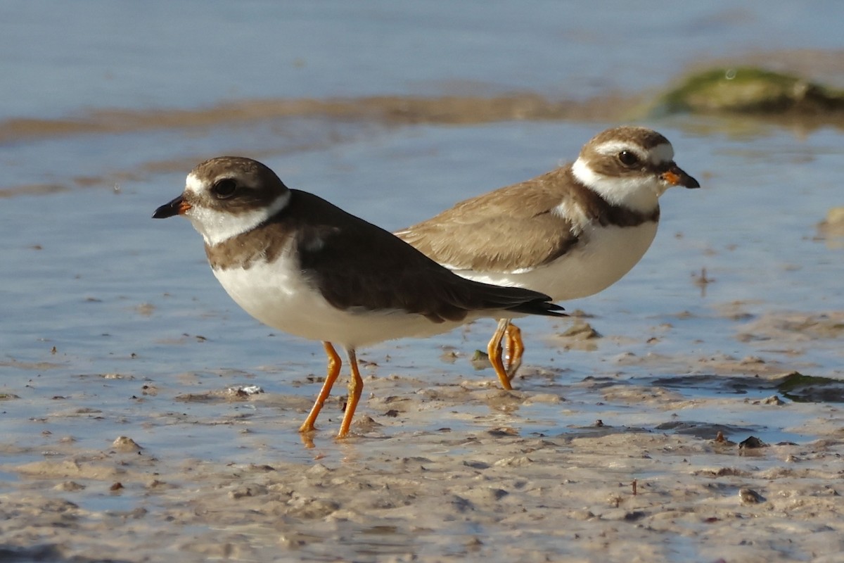 Semipalmated Plover - ML611510008