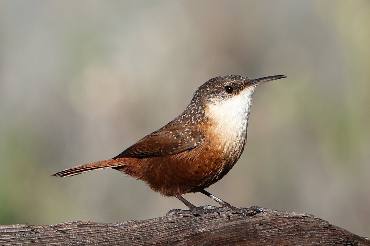 Canyon Wren - Keith Leland