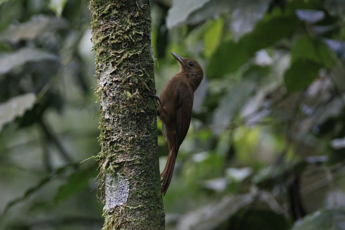 Plain-winged Woodcreeper - ML611510067