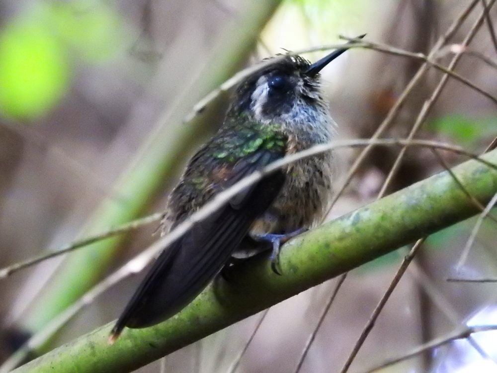 Speckled Hummingbird - ML611510112