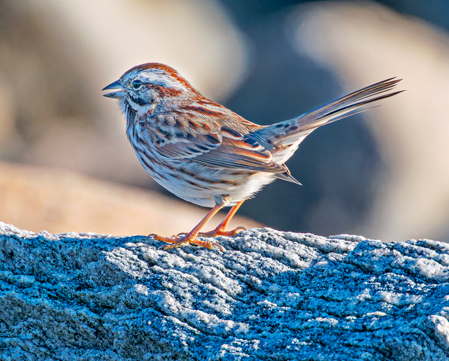 Song Sparrow - ML611510153