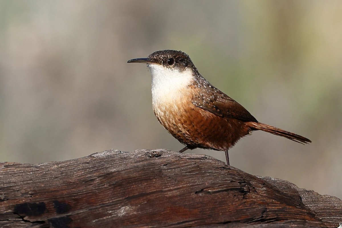 Canyon Wren - Keith Leland