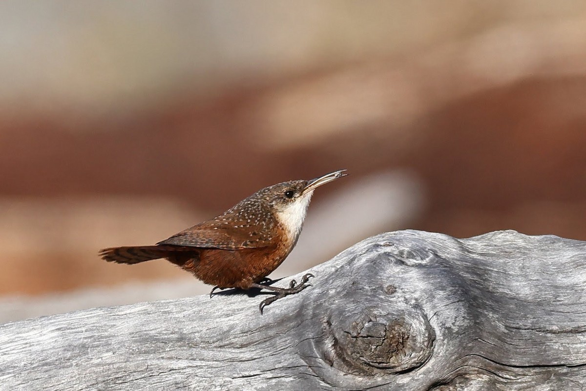 Canyon Wren - Keith Leland