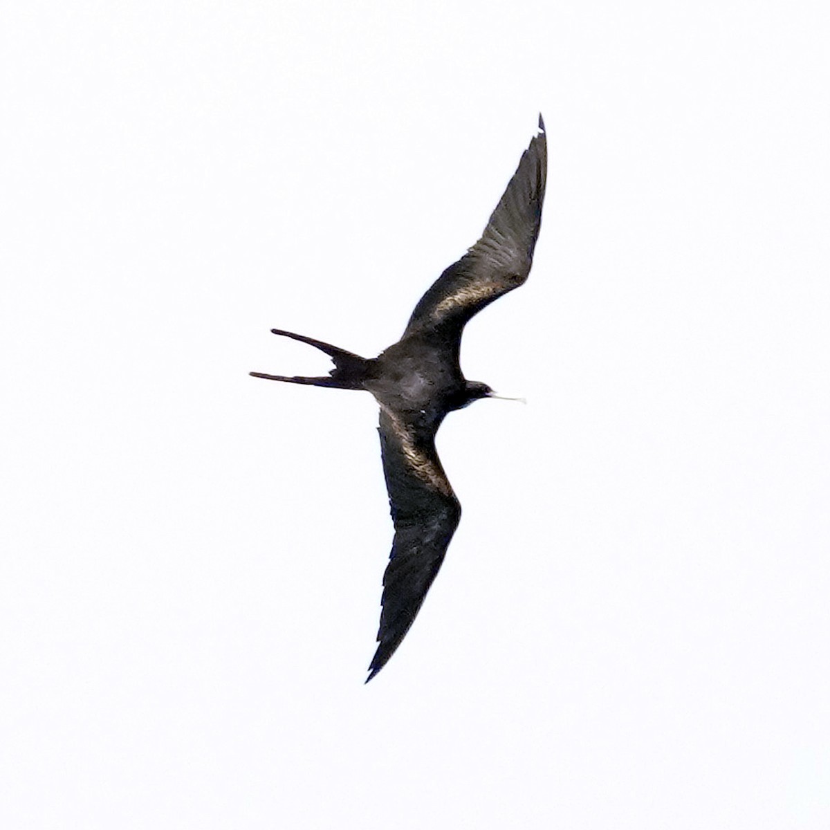 Lesser Frigatebird - Phil Davis