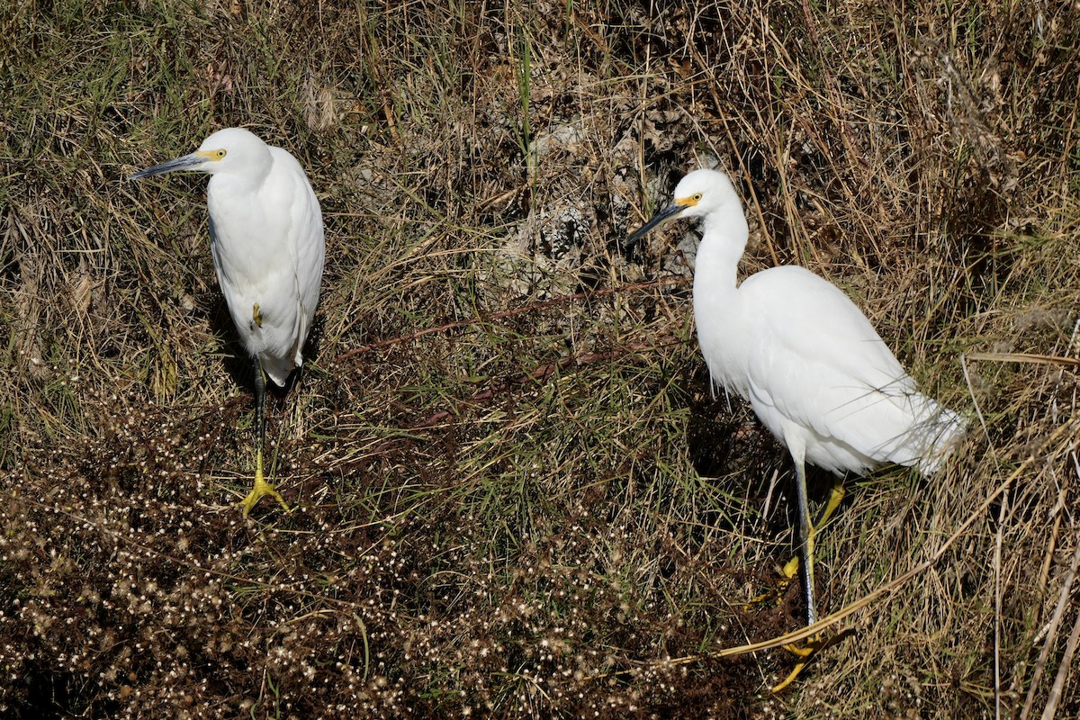 Snowy Egret - Ryan Ludman