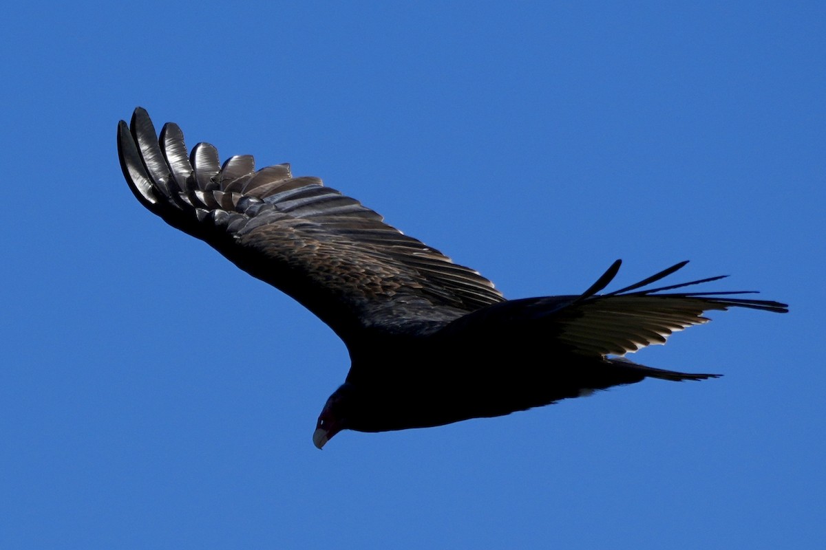 Turkey Vulture - Ryan Ludman
