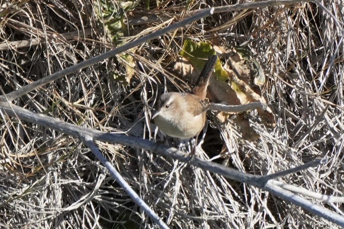 Marsh Wren - Ryan Ludman