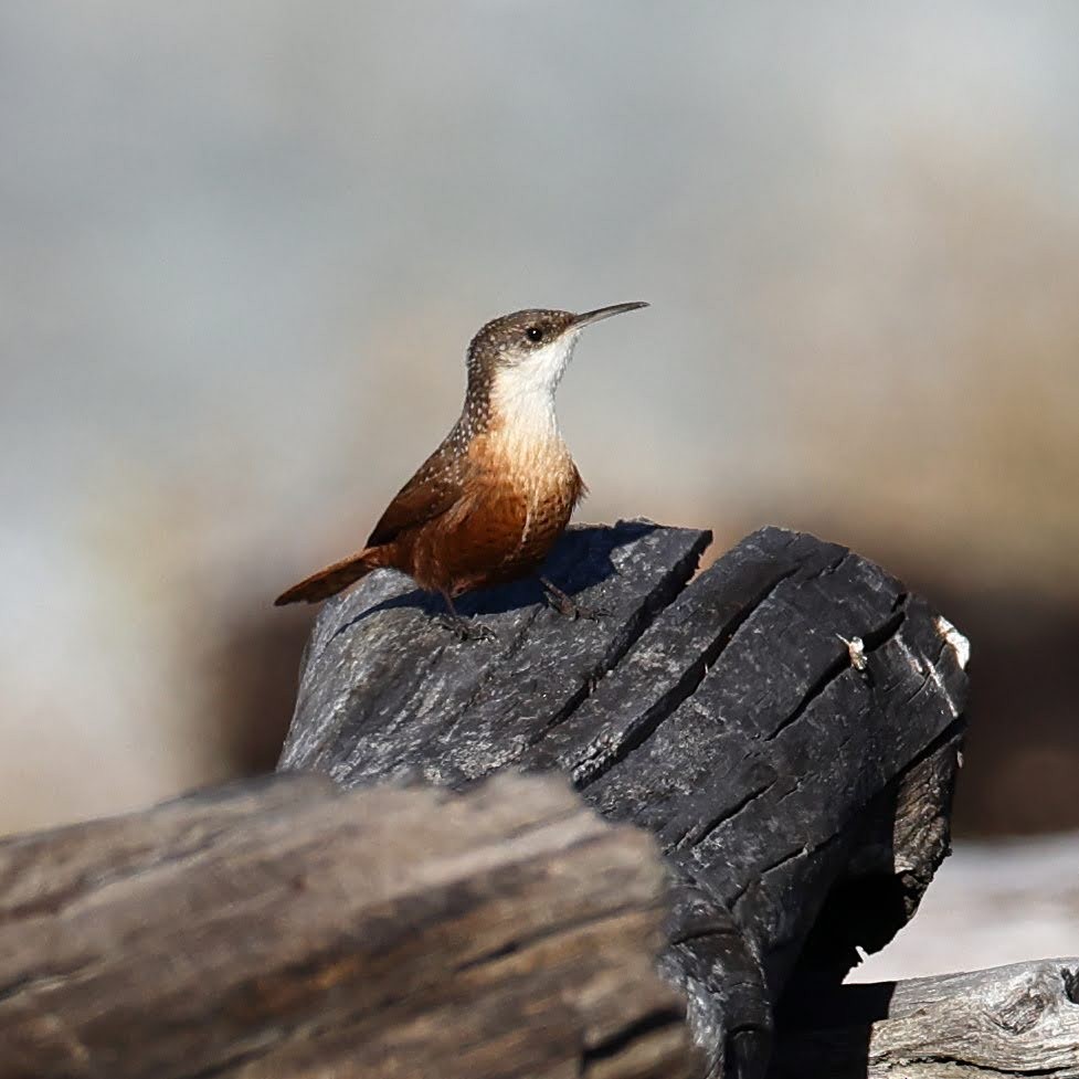 Canyon Wren - Keith Leland