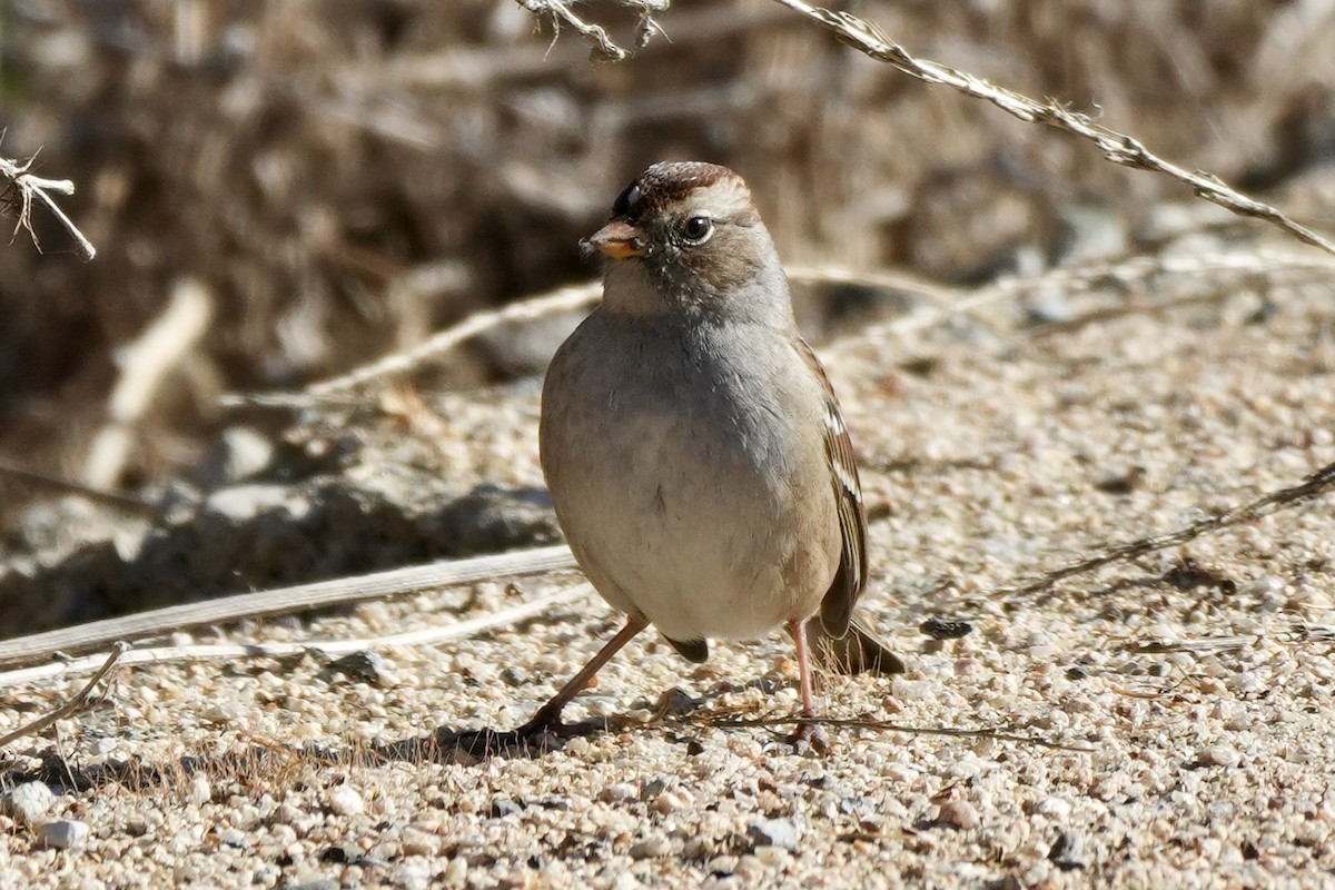 White-crowned Sparrow - Ryan Ludman