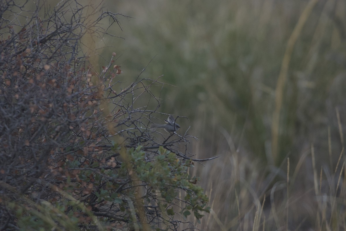 Bushtit - ML611510278