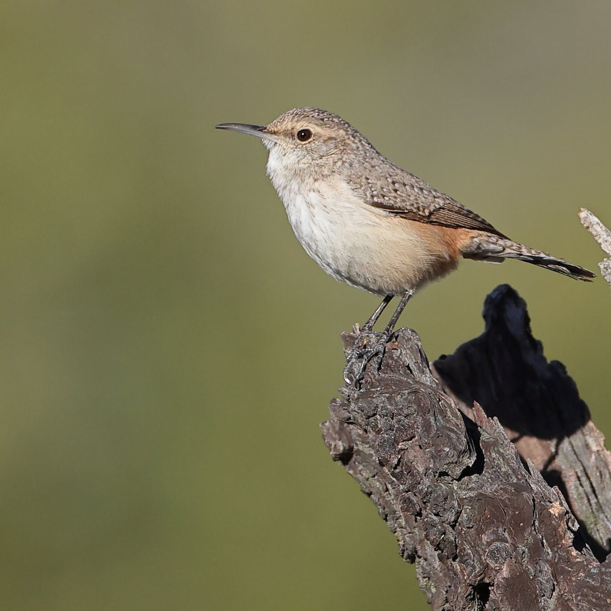 Rock Wren - Keith Leland