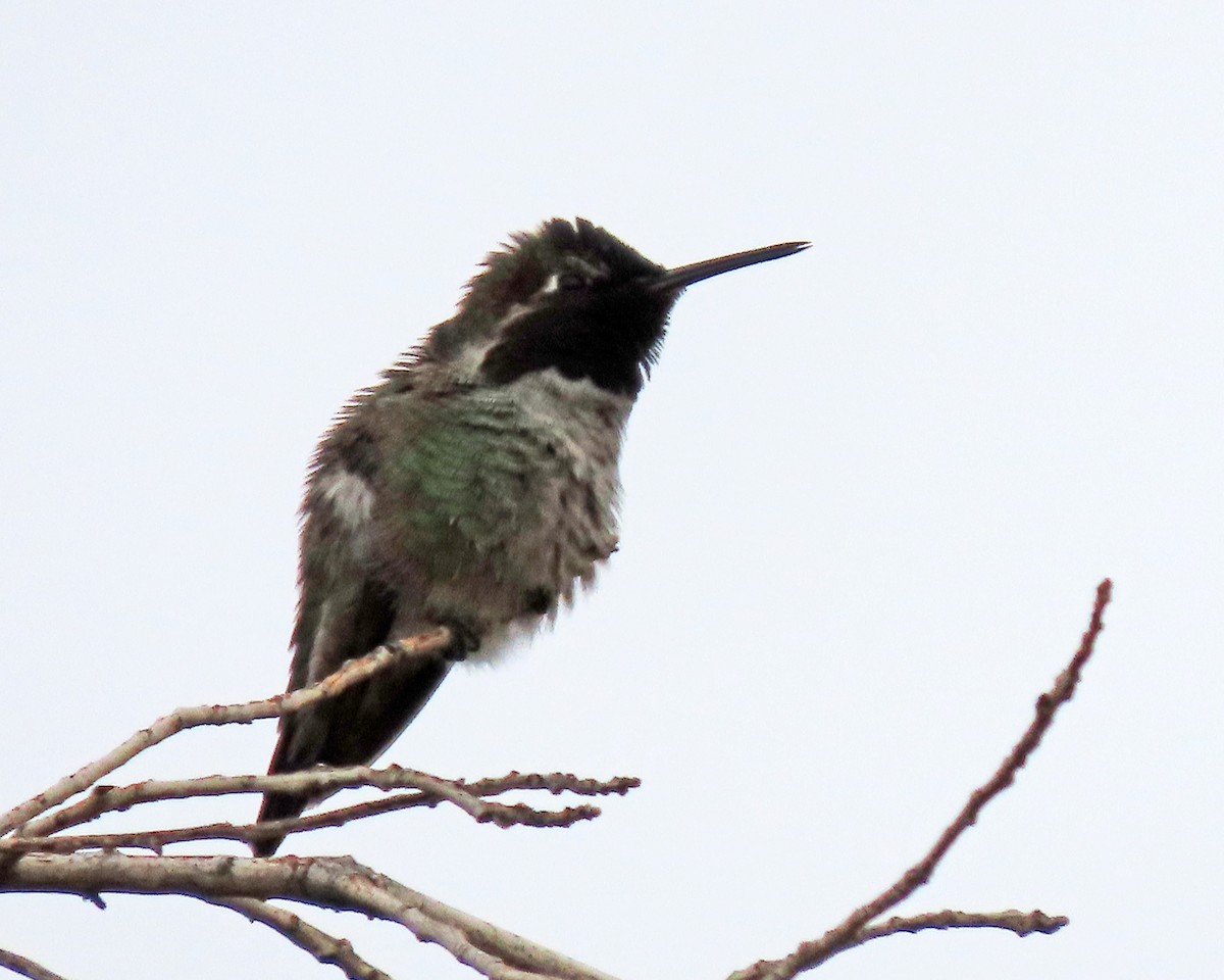 Anna's Hummingbird - ML611510471