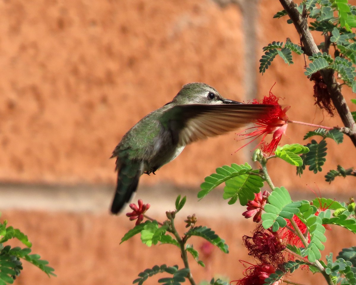 Costa's Hummingbird - ML611510480