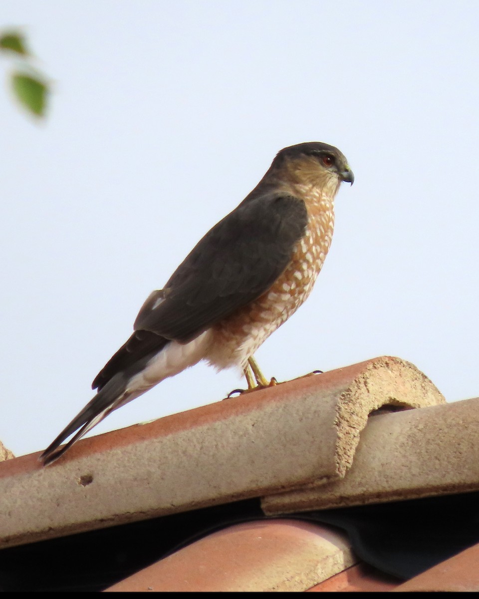 Sharp-shinned Hawk - ML611510489