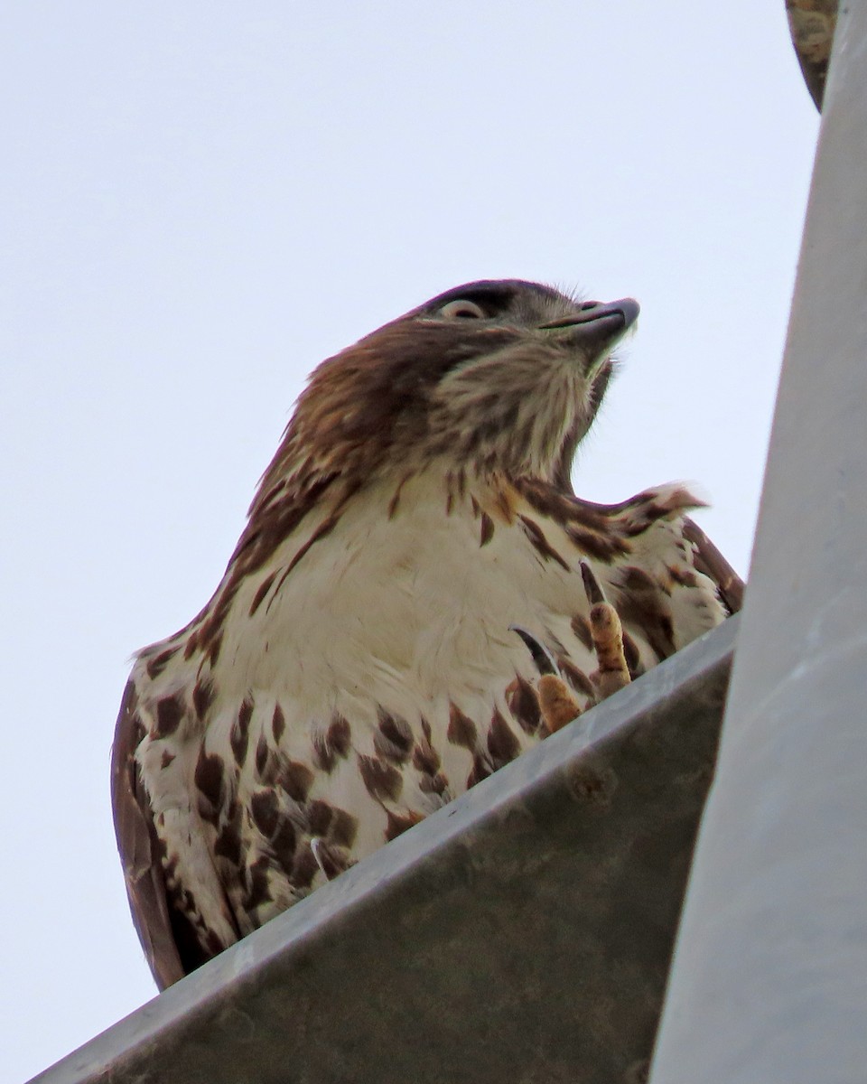 Red-tailed Hawk - ML611510494
