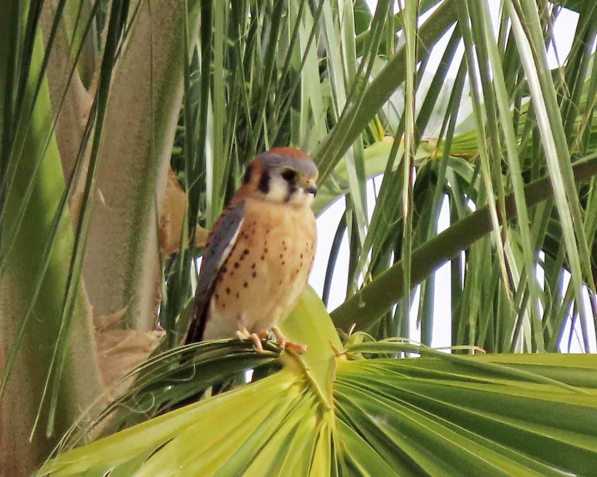 American Kestrel - ML611510511