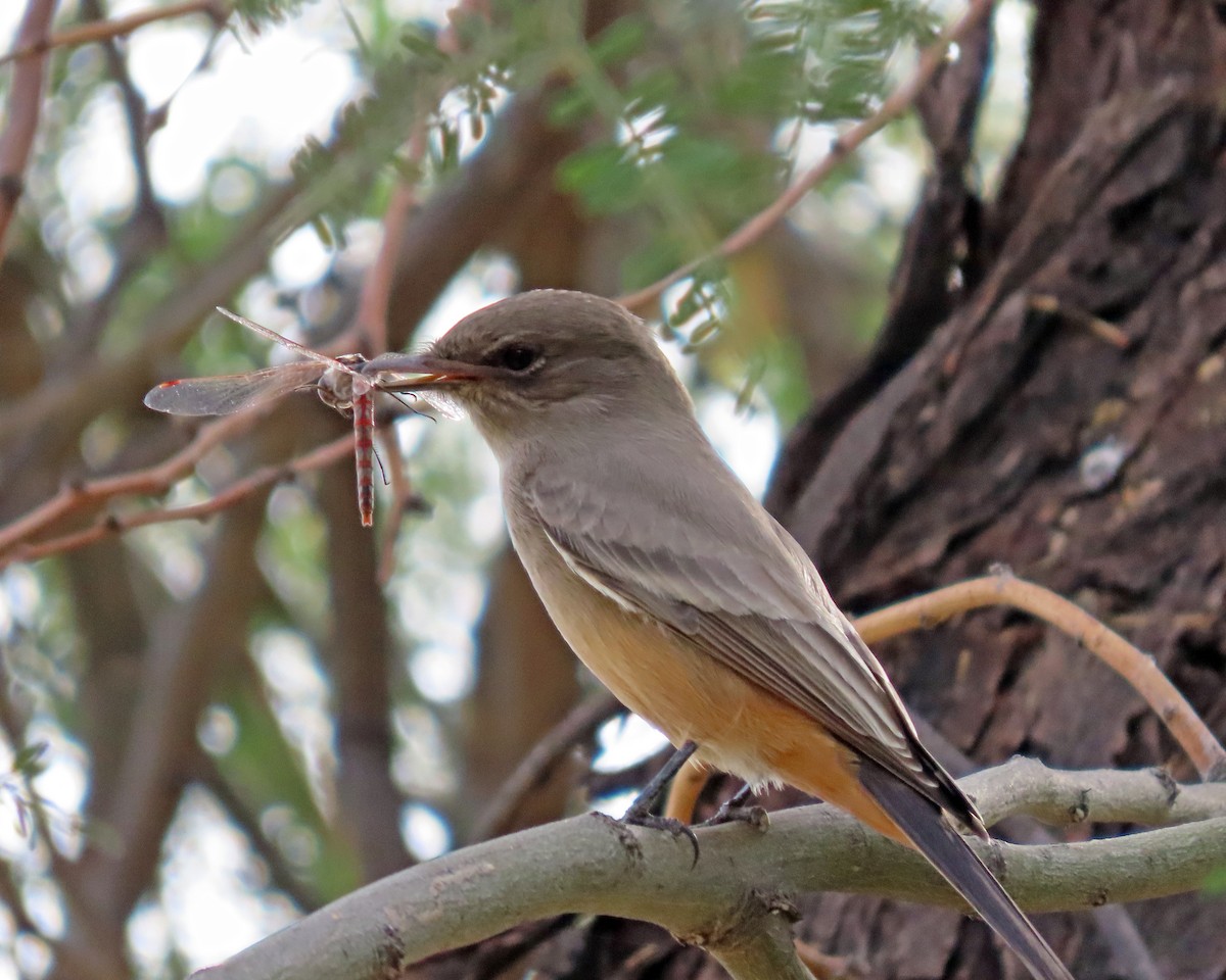 Say's Phoebe - ML611510533