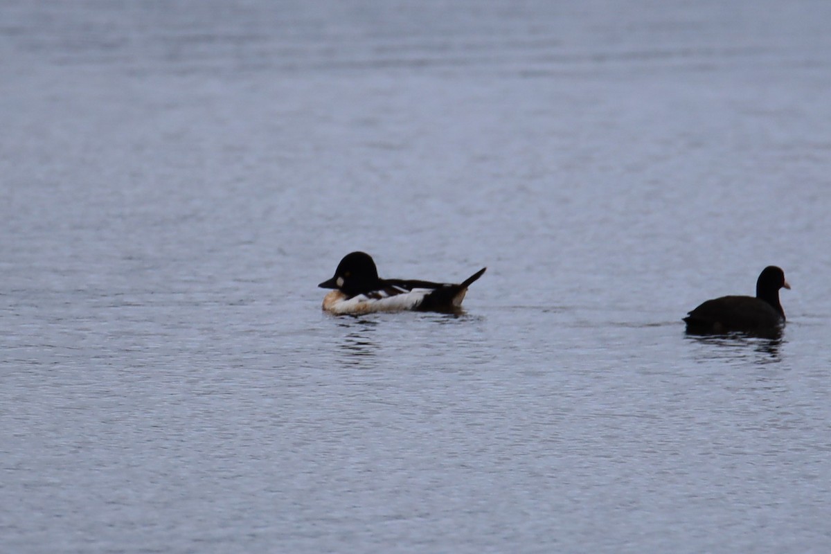 Common Goldeneye - ML611510545