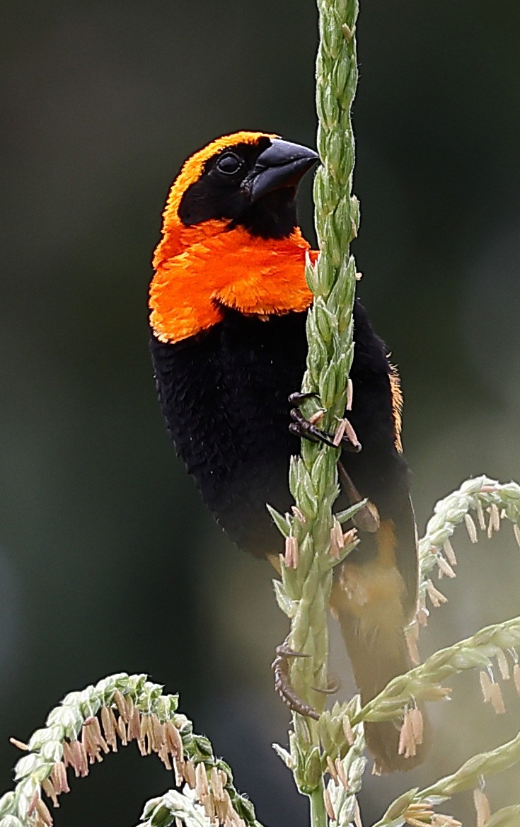 Black-winged Bishop - ML611510563