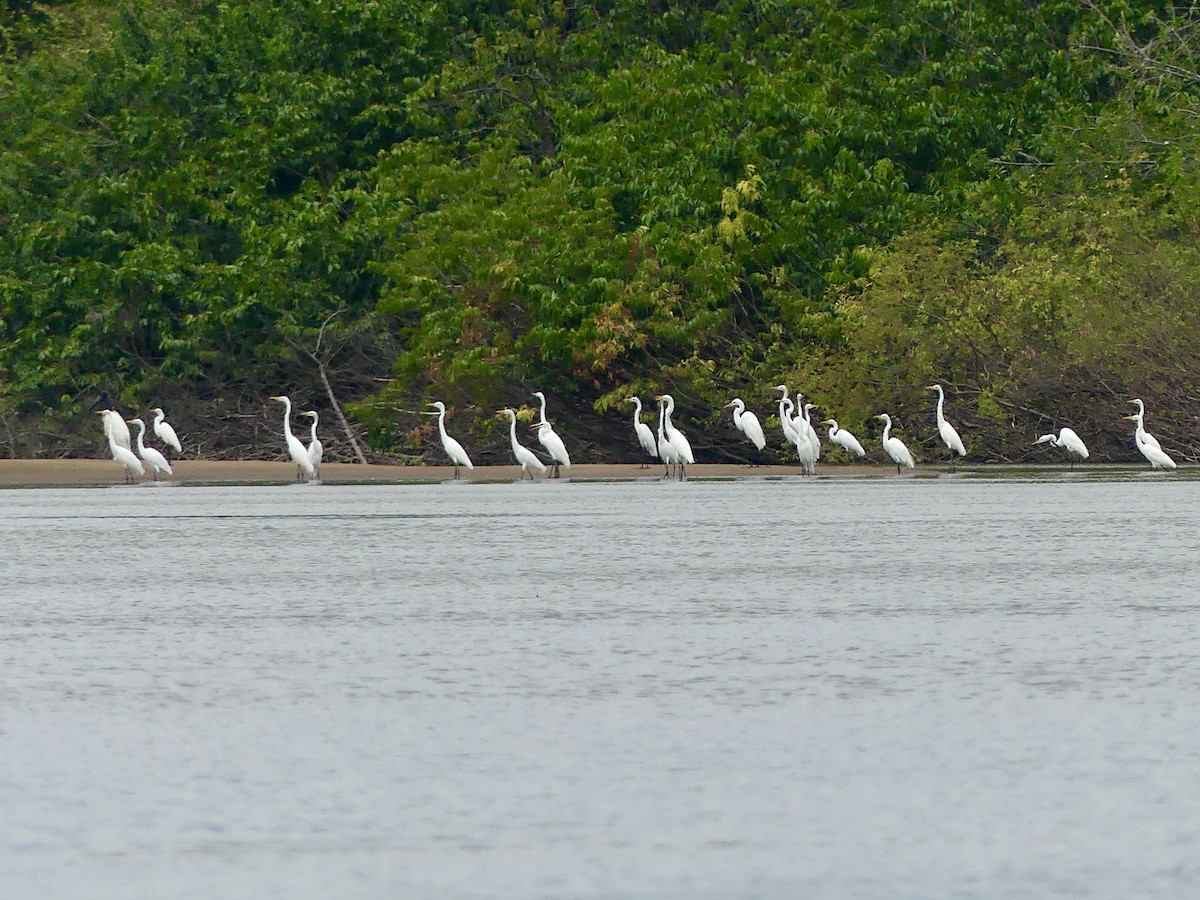 Snowy Egret - ML611510573