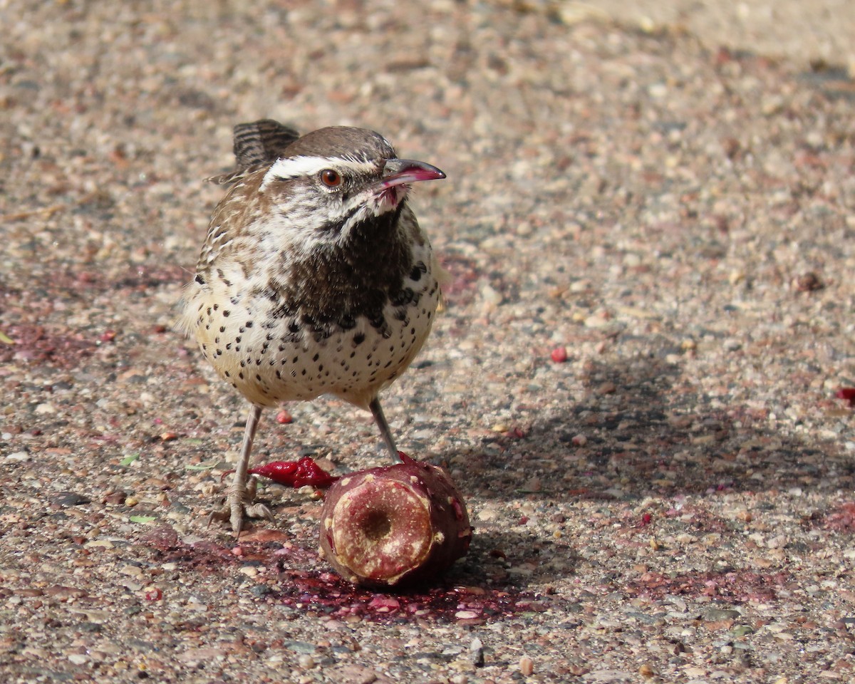 Cactus Wren - ML611510586