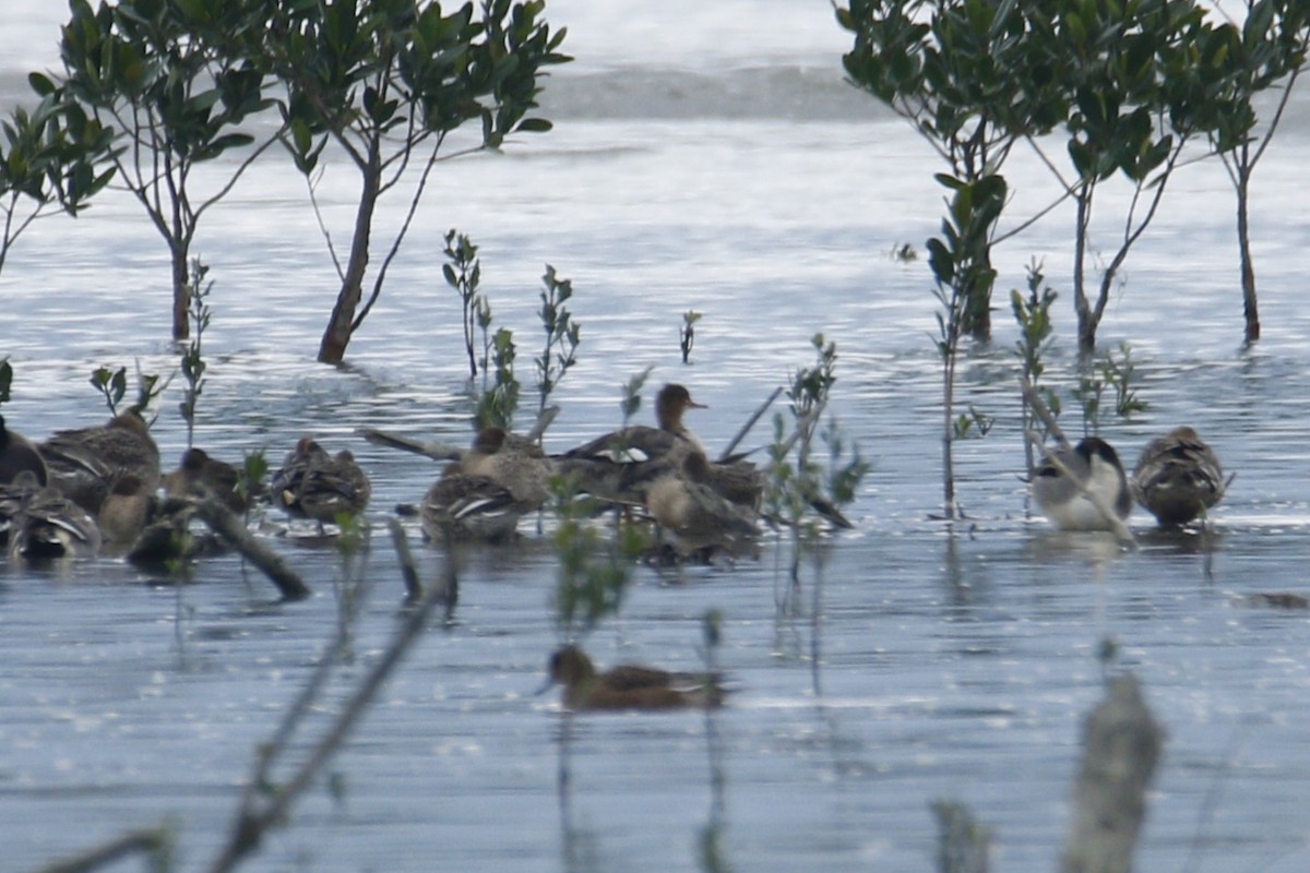 Red-breasted Merganser - ML611510598