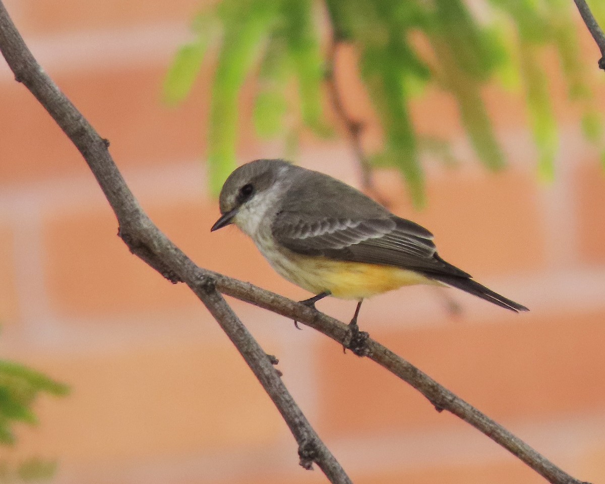 Vermilion Flycatcher - ML611510628