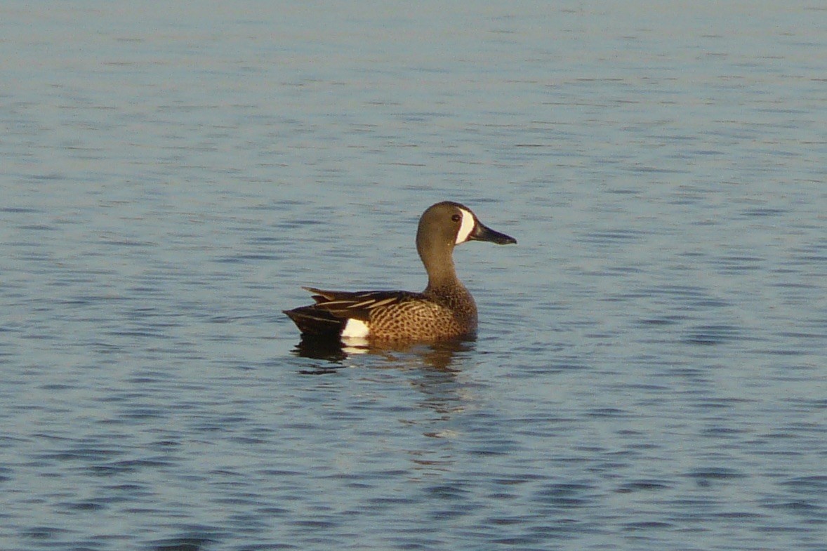 Blue-winged Teal - ML611510641