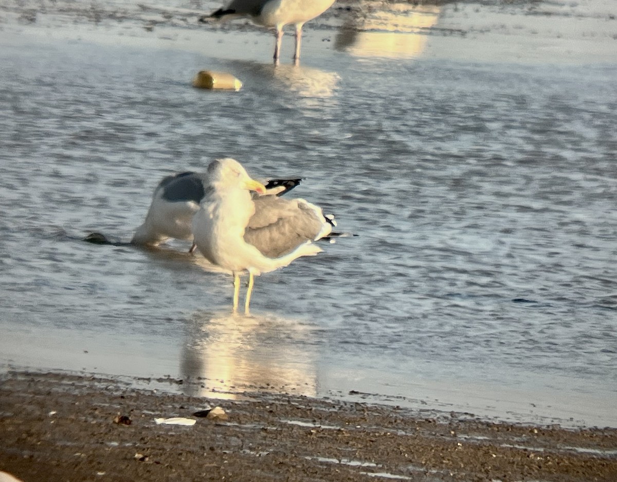 Lesser Black-backed Gull - ML611510758